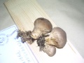 LYCOPERDON PERIFORME